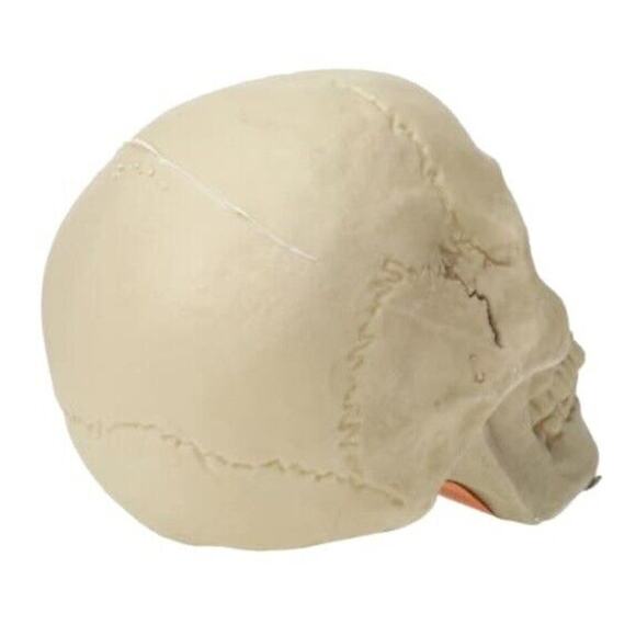 🔥Halloween Skeleton Skull Bone Decor BNWT🔥 - Picture 3 of 4